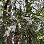 伊勢くすり本舗 - 可愛いお花を発見- ̗̀( ˶'ᵕ'˶) ̖́-