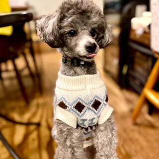 ペット同伴OK◎ゆったり店内は犬同士の交流の場にもおすすめ♪