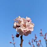ゆで太郎 - 
