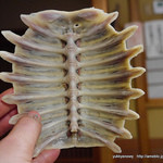 谷中 鳥よし - すっぽん（食べ終わった後）の甲羅