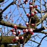 ゆで太郎 - 