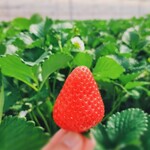 西坂農園 - 料理写真:
