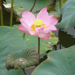 フエの王宮で咲いていた蓮の花