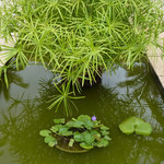 ベトナミーズ・シクロ - 小さな蓮の花が咲いています