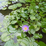 ベトナミーズ・シクロ - ダナン国際会議場の池