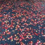 だいどこ やぶれ傘 - 虎渓山の道に落ちた紅葉