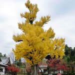 だいどこ やぶれ傘 - 虎渓山 永保寺