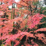 だいどこ やぶれ傘 - 永保寺境内の紅葉