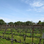 Robert Mondavi Winery - 