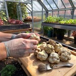 THE ATLAS SINGS - 自社栽培の白トリュフ