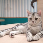 猫喫茶 空陸家plus - 内観写真: