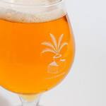 CYCAD BREWING - 
