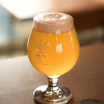 CYCAD BREWING - 