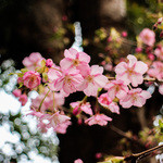 月のうさぎ - 敷地内には河津桜が咲いていました☆