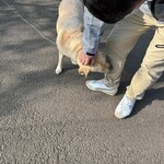Hati-Hati - 村田農園で飼っているワンちゃん