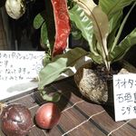 楽鳥 - オオタニワタリと云うシダ植物。新芽は美味しいよー！