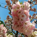 郷の恵 風輪 - 