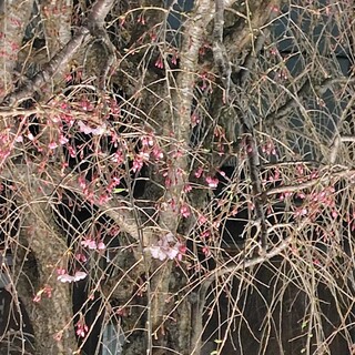 桜珈琲_1