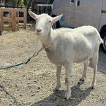 チーズ工房カプレット - 
