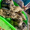海の公園かき小屋 - 