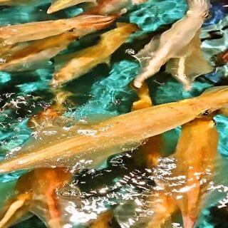 イカ活き造りと博多尽くし 個室居酒屋 雑魚屋_1