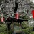 上野精養軒 本店レストラン - その他写真:満開の桜に包まれた精養軒の看板いーですね