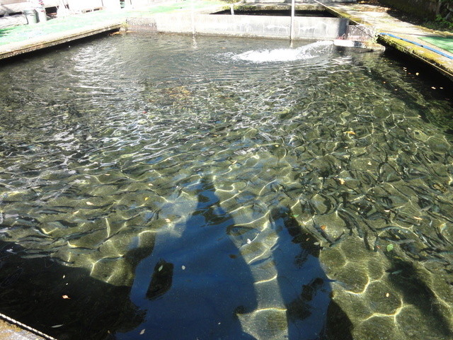 見晴らし台釣堀 那須塩原市その他 魚介料理 海鮮料理 食べログ 見晴らし台釣堀 那須塩原市その他 魚介料理 海鮮料理 食べログ