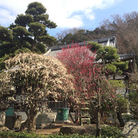ゆうがた - ゆうがた・近くの常立寺では見事な梅が開花しています。