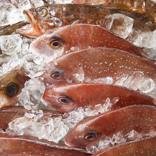 【1日２尾限定】その日一番美味しい魚をご提供します★