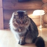 メイミーズ - ナッツ福店長（♀8歳）2015/02