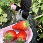 きんた農園ベリーネ - 料理写真:あきひめが一番甘くて好き