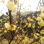 やまゆり - ２月は蝋梅が見えます。