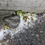 勝部食堂 - 忘れ雪