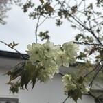 黄桜酒場 - 
