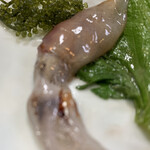 Oomura - 