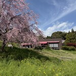 一夜城 ヨロイヅカ・ファーム - 枝垂れ桜がが満開