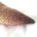 ル・シュクレクール - 2015年1月：バケット(\400)…端っこはほんの少し焦げの風味がするくらいしっかり焼かれていました