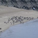 ラ・メール - 海岸の野鳥（第ニ回投稿）