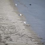 ラ・メール - （第二回投稿）