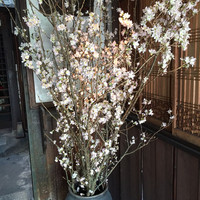 雪梅花 菜根譚 - 玄関の早櫻