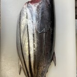 大衆割烹 まつもと - 2026.4月7日いい鰹が入りました！
カツオ刺身900円で出しまーす！