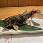 353224535 - 福井 九頭龍川の山女