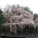 竹情荘 - そば茶寮澤正近くの枝垂桜(2014.03)