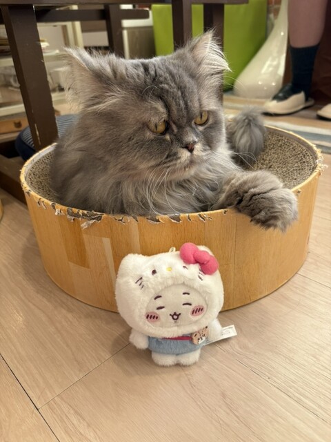 Neko Maru Cafe - Ueno/Other | Tabelog