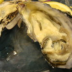 SAKURAGUMI - カキのバポレ