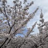 春駒 - 桜ノ宮公園の満開の桜