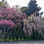 手打ちそば 遊山 - 