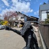 鐵板燒 櫻Komachi 武家屋敷店 - 招き牛？