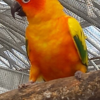 掛川花鳥園_2