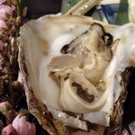 新和食 きくい - お造り盛り合わせ・岩牡蠣